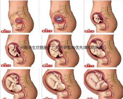 广州助孕生双胞胎，广州供卵机构优先坤和助孕简介