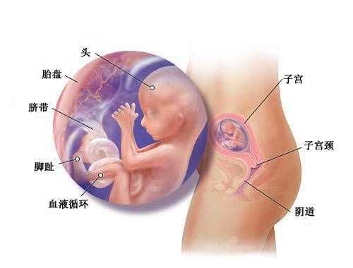 广州助孕产子~广州代孕电话多少~广州代生妈妈得多少钱